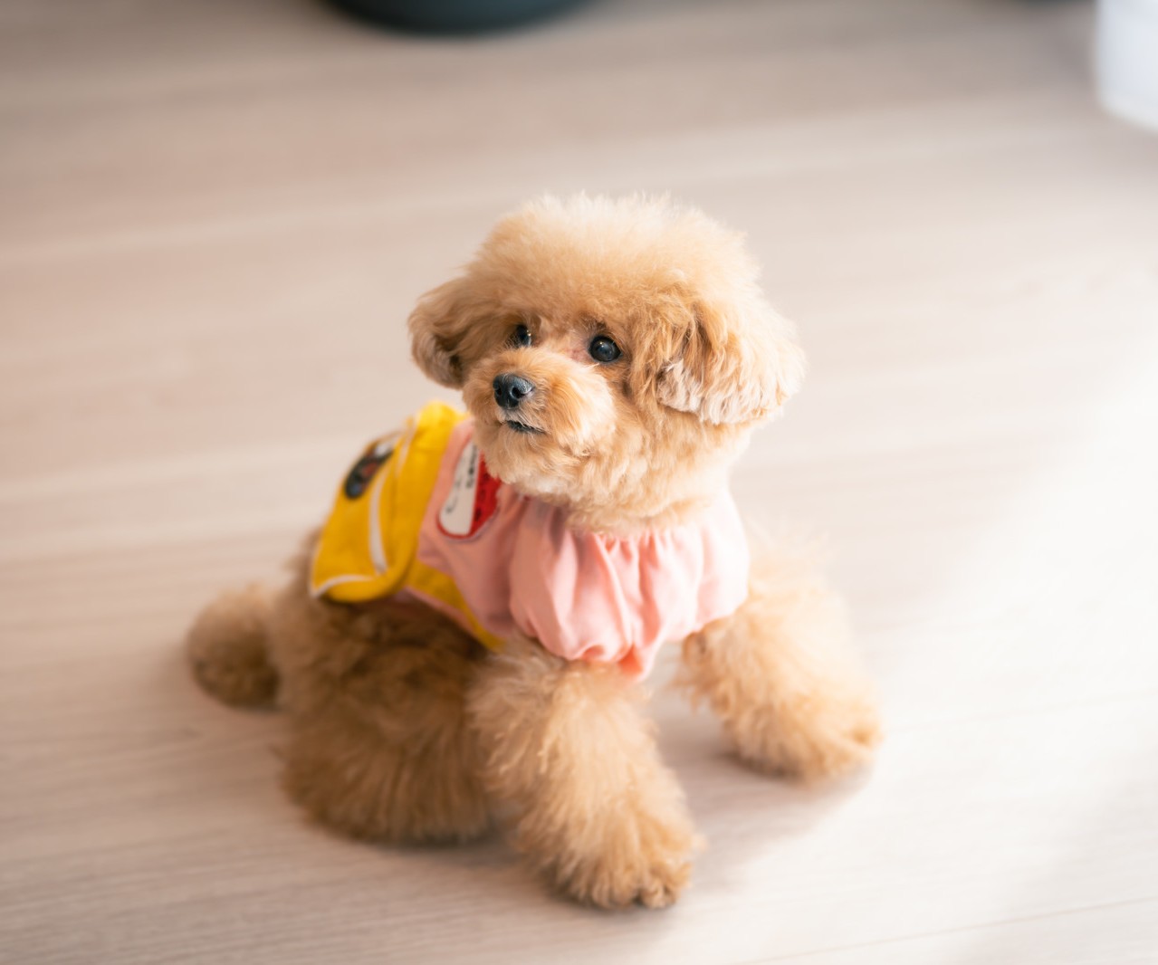 フローリングにわんちゃん